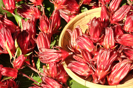 Fresh roselle in the basketの写真素材