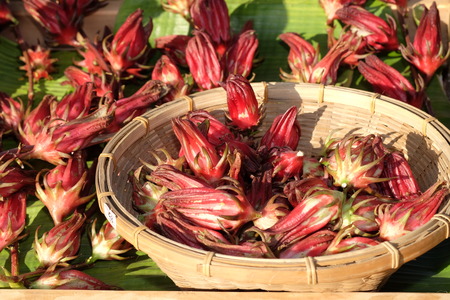 Fresh roselle in the basketの写真素材