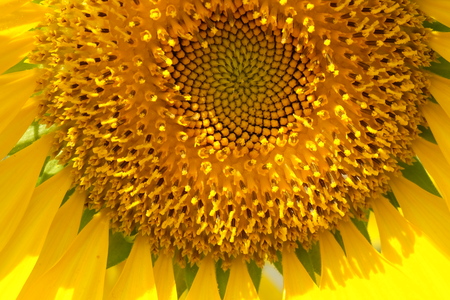 Sunflower close up. Sunflower background.の写真素材