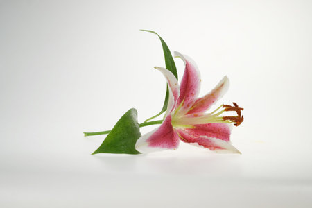 タイガーリリーの写真 イラスト素材一覧 5 386件 ストックフォトのamanaimages Plus