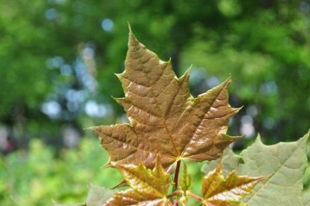 Maple leaf in Spring