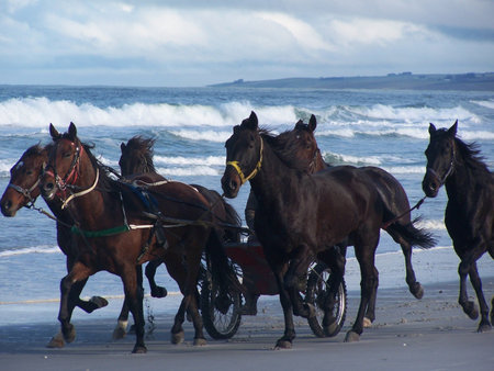 Horses on the beachの写真素材