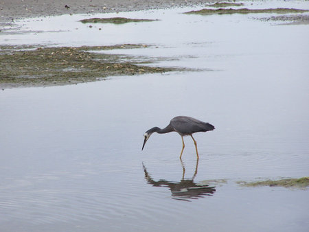 Heron in water looking for foodの写真素材