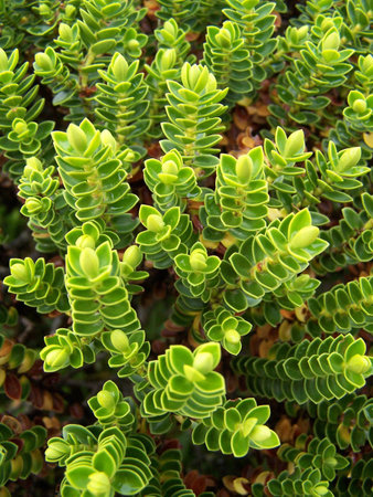 Green native plant