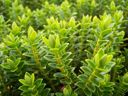 Green native plantの写真素材