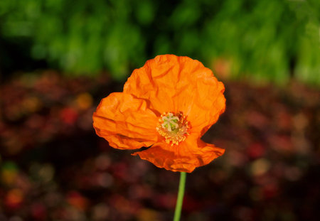 Bright orange poppy flowerの写真素材