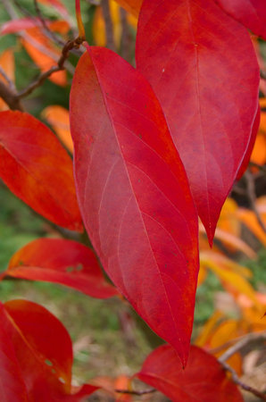 Red leaf closeup