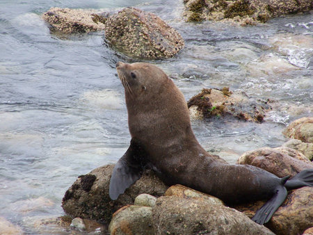 Young sealの写真素材