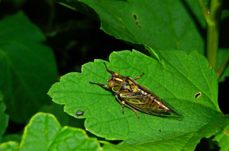 Close-up of a large cicada sitting on a bright green leaf