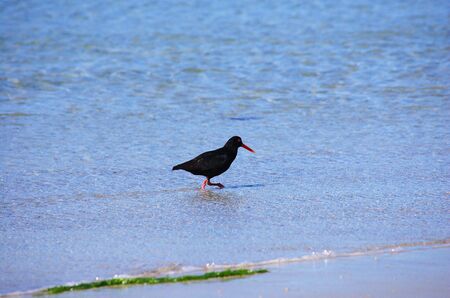 Small black bird oyster catcher foraging for food through the shallow water at the beachの写真素材