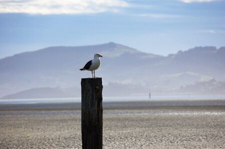 Sea-gull on top of a wooden pole in Otago Harbour, contrejour lighting, mistyの写真素材