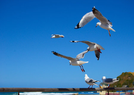 Seagulls on Esplanade railing on a sunny day, two sitting while the others are flying around trying to catch pieces of breadの写真素材