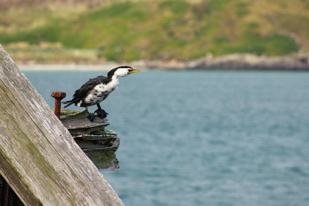 Shag looking for a tasty fish, sitting on remnants of rail track construction on Aramoana mole, Otago harbour, Dunedin, New Zealandの写真素材