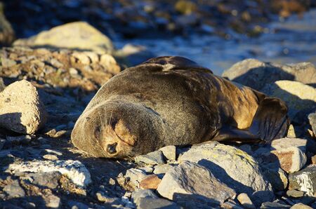 New Zealand fur seal sleeping on its back on the beach in the evening sunshineの写真素材