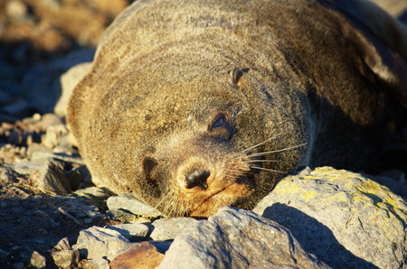 New Zealand fur seal only slightly awake, lying on the beach in the evening sunshine, eyes almost closedの写真素材