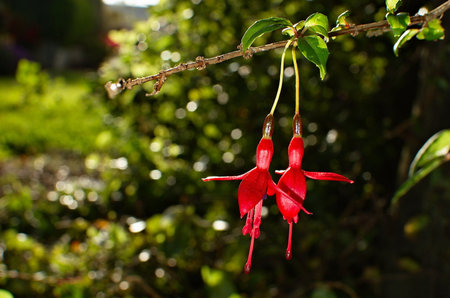 Couple of bright red fiery fuchsia flowers