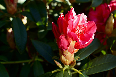 Bright red rhododendron flowers and buds in hard light, darker foliageの写真素材