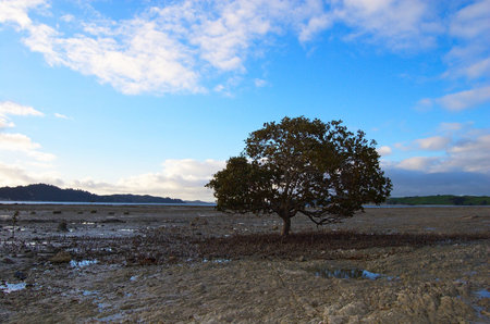 Mature mangrove tree during low tide, surrounded by patch of its aerial roots and muddy beach