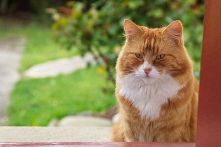 Curious ginger cat with white nose and neck patiently sitting by the red door and waiting for a treatの写真素材