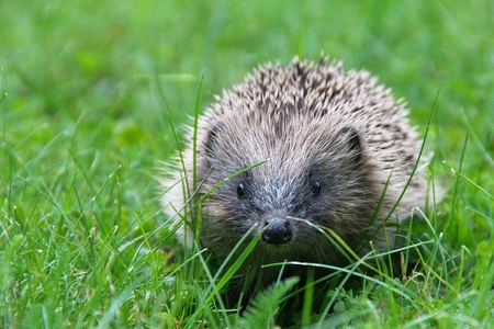 Young hedgehog foraging for food in the gardenの写真素材