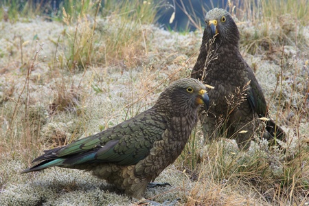 Couple of native mountain parrots Kea on grassy patch, Matukituki Valley, Mount Aspiring National Park, New Zealandの写真素材