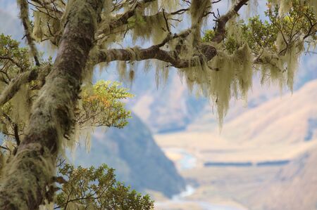 Native beech tree covered with mosses, Matukituki Valley, Mount Aspiring National Park, New Zealandの写真素材