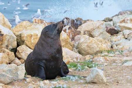 Fur seal on Aramoana Mole, sea gulls and crushing waves in background, Dunedin, Otago, New Zealandの写真素材