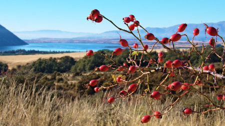 Rosehips and Lake Ohau, Otago, New Zealandの写真素材