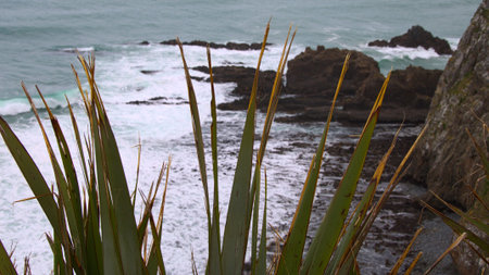 Weathered leaves of flax plants (Phormium tenax, harakeke) above a steep drop-off and a rocky beach,...