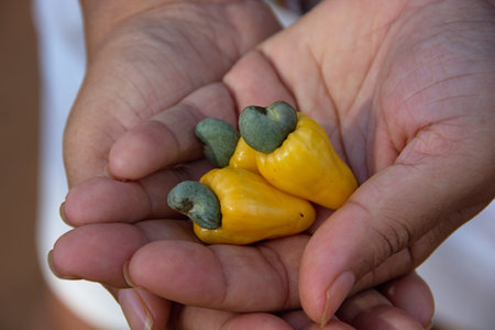 Tiny cashew apples, Chapada das Mesas, Maranho, Brazilの写真素材