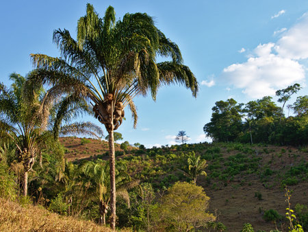 Palm trees on the way to Cachoeira do Evilson, Taquaruu, Tocantins, Brazilの写真素材