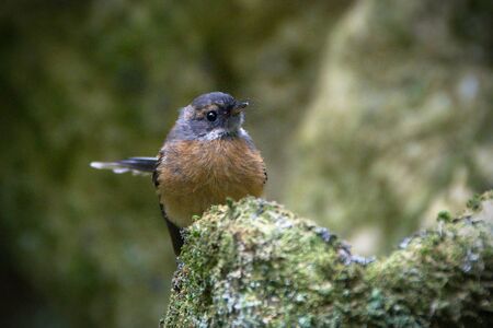 New Zealand Fantail  Rhipidura fuliginosa , Otago, New Zealandの写真素材