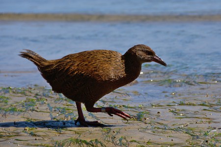 Stewart Island Weka  Gallirallus australis scotti  on the beach, Ulva Island, New Zealandの写真素材