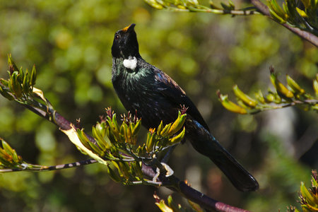 Tui posing on flax bush, Stewart Island, New Zealandの写真素材