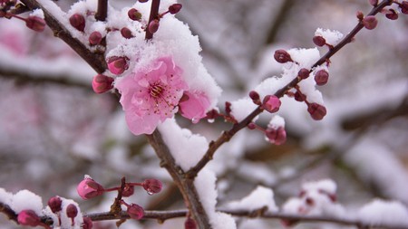 Pink cherry blossoms with snowの写真素材