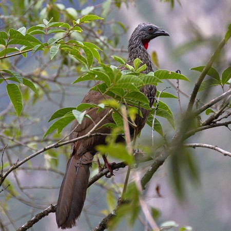 Andean guan (Penelope montagnii), perched adultの写真素材