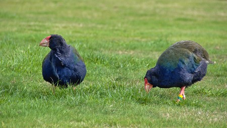 Two flightless birds South Island takahe (Porphyrio hochstetteri)の写真素材