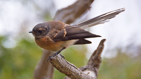 Fantail bird, Banks Peninsula, Canterbury, New Zealandの写真素材
