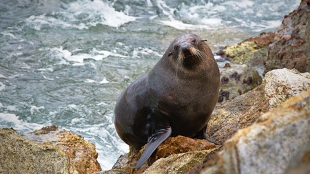 New Zealand Fur Seal climbing rocky shore, Aramoana Mole, Dunedin, Otago, New Zealandの写真素材