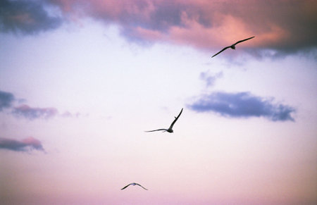 Three birds in flyingの写真素材