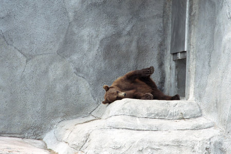 The bear has a rest after a dinnerの写真素材