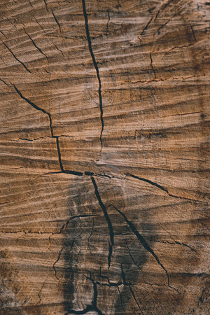 background texture of a felled tree cracked stripes and stains frame fillの写真素材