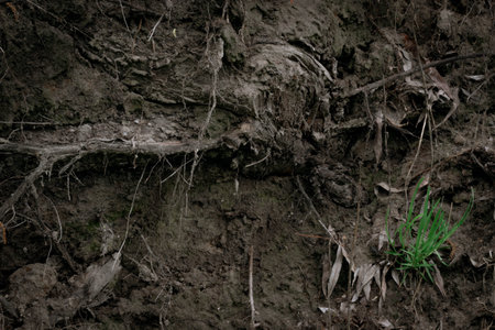 Texture of the roots of an old dark tree in the ground with green grass and cobwebs. Volume...
