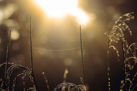 Morning dew on the grass and the web. Sunrise background. Brilliant drops of dew at sunrise, close-up.の写真素材