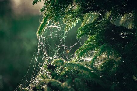 Cobweb on green spruce branches with drops of morning dew at sunrise in the sunlight.の写真素材