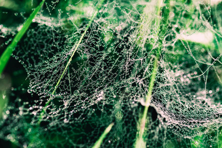 Drops of dew on a spider web in green grass. The texture of the dew closeup.