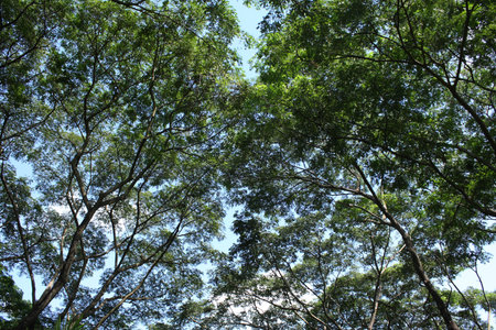 Under the tree
