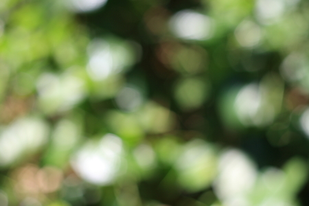 Abstract background nature,Blur Out of focus on tree leavesの写真素材