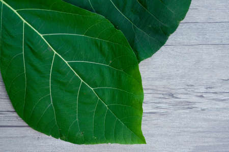 Close up of green leaf textureの写真素材