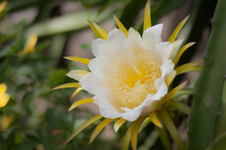 Dragon fruits white flower  on blooming,with clipping pathの写真素材